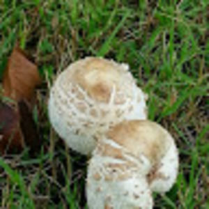 Meet your Posher, Jay